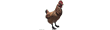 Chicken Chicken